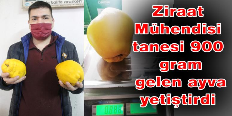 Ziraat Mühendisi tanesi 900 gram gelen ayva yetiştirdi 